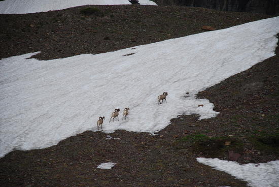 Rams