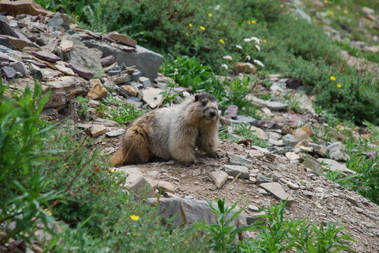 Marmot