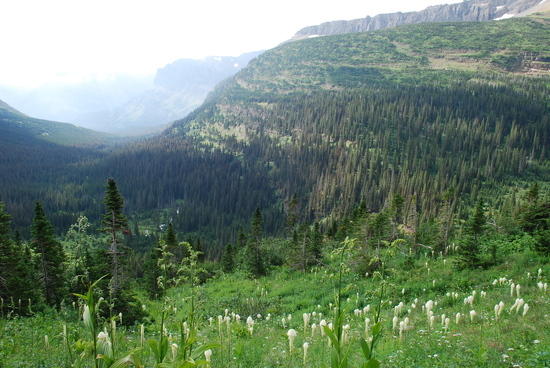 grass