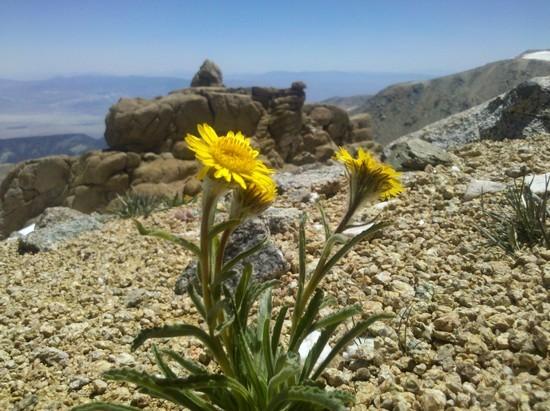 Alpine gold