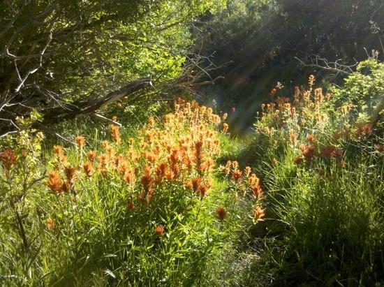 Paintbrush in Trail Canyon