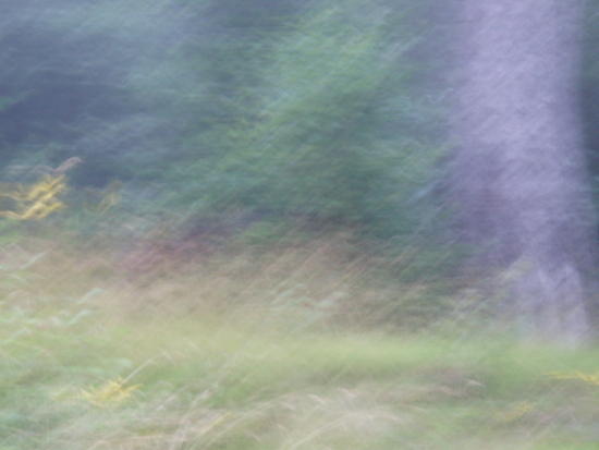 Bad Bear Pic