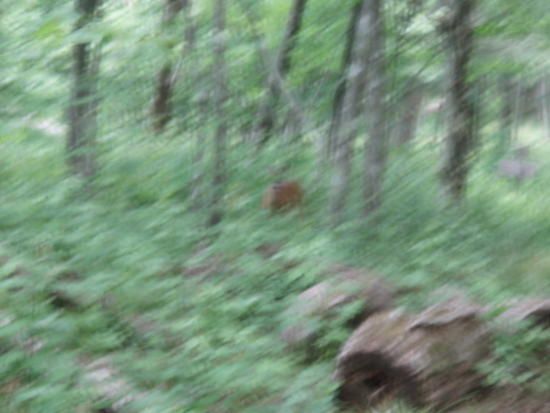 Deer