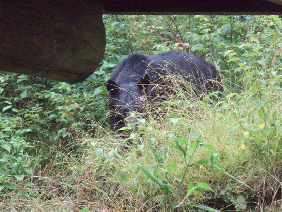 Good Bear