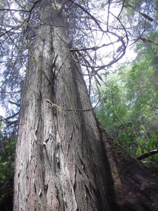 Coastal Giant