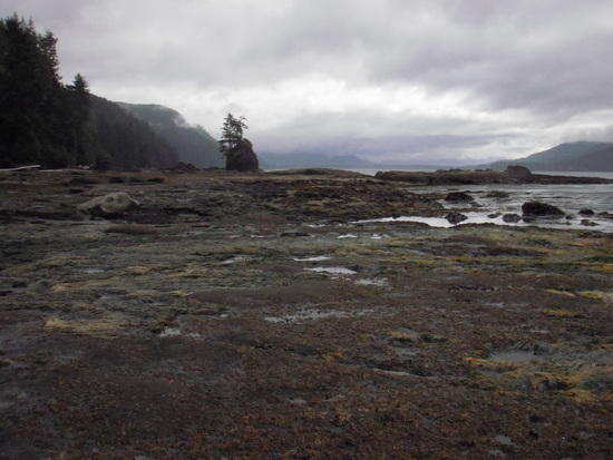 Seaweed on Rock Shelf