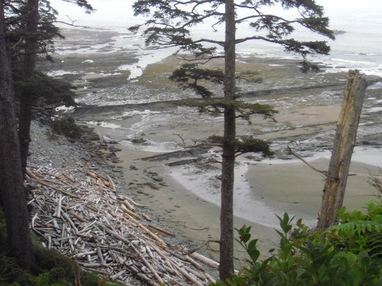Driftwood beach