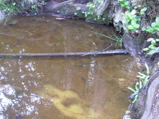 WCT Mud hole