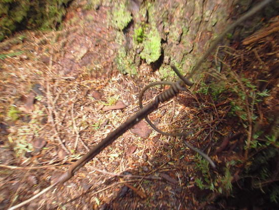 telegraph remnants