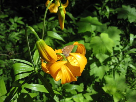 One of the many types of flowers along the trail