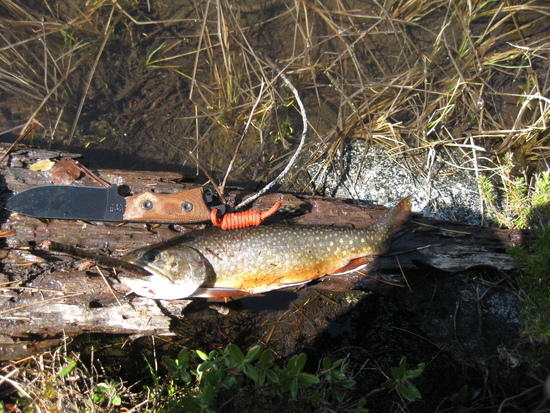 brookie