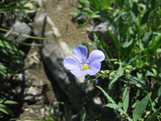trail flower
