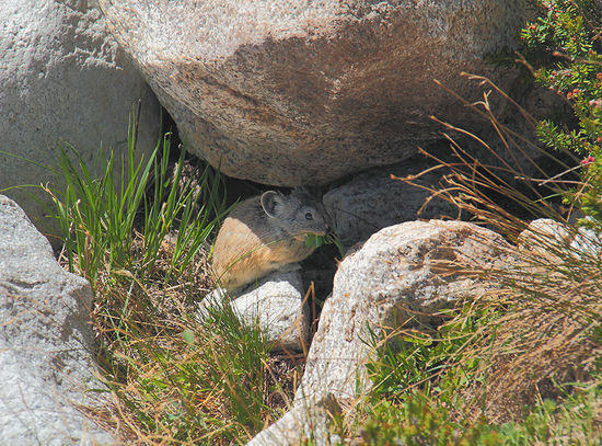American Pika with grass bundle in its mouth