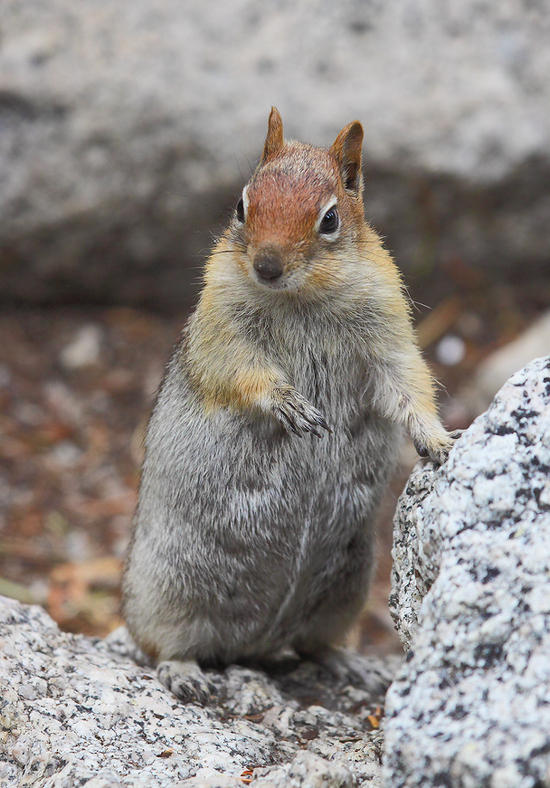 squirrel