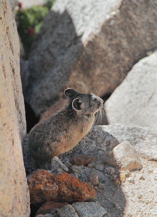 American Pika (Ochotona princeps)