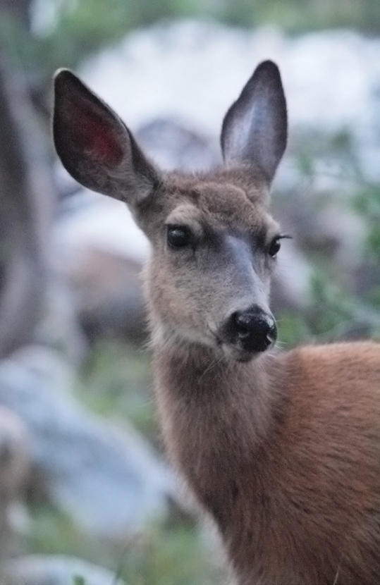 Mule deer looking for a handout (high ISO in dim light)