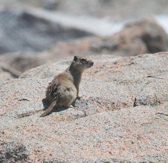 Belding's Ground Squirrel