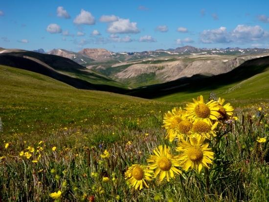 Wildflowers