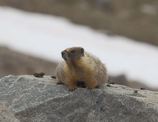 yellow-bellied marmot