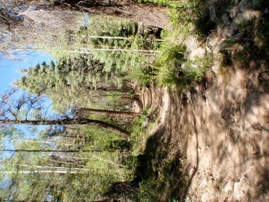 ridgetop trail