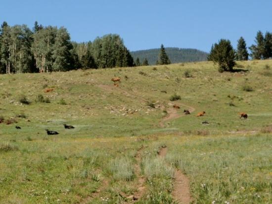 Pecos cattle roaming