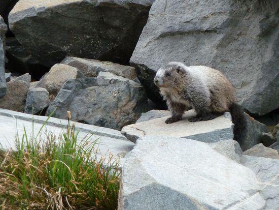 Marmot on a rock