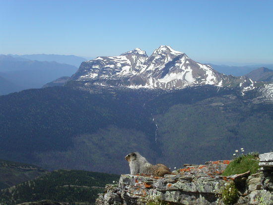 Marmot on a rock