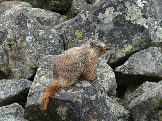 MarmotFest, 2011