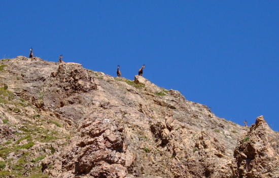 Ibex sending us off