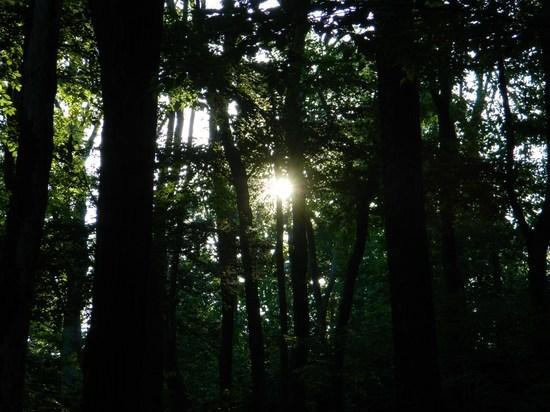 Morning, Sun Peeking through trees along South Mountain