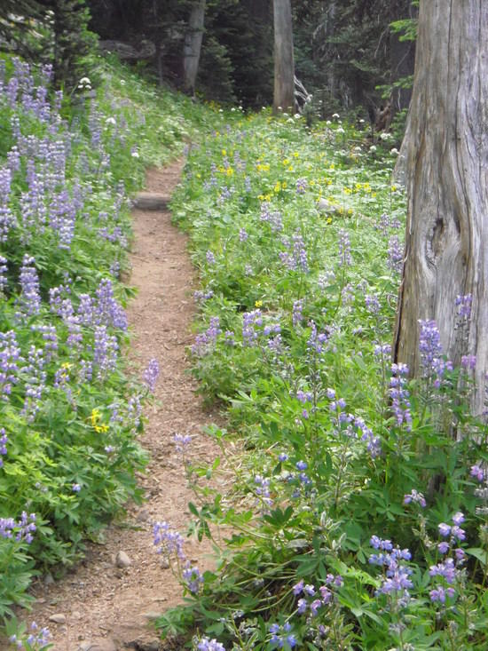 wildflowers