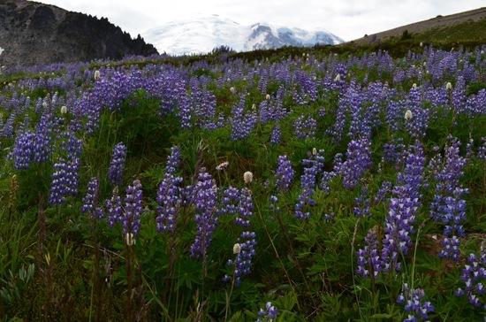 lupine