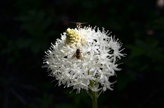 Beargrass