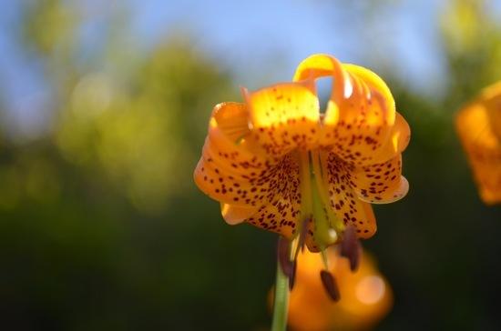 Tiger Lily