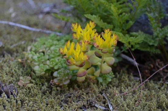 stonecrop