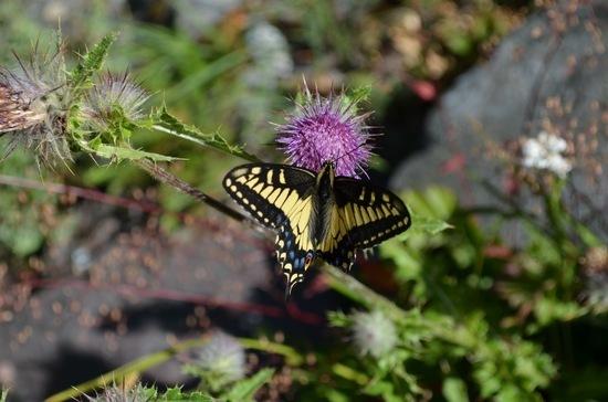 Thistle