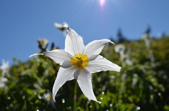 avalanche lily