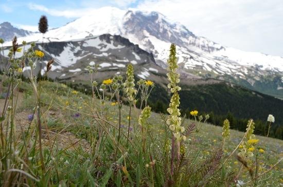 Lousewort