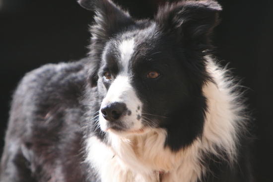 Lucy