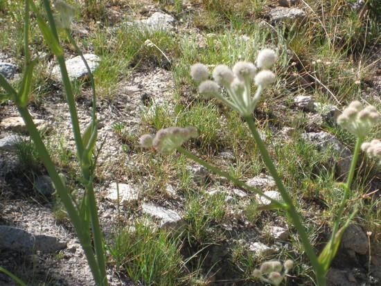 Onion Valley