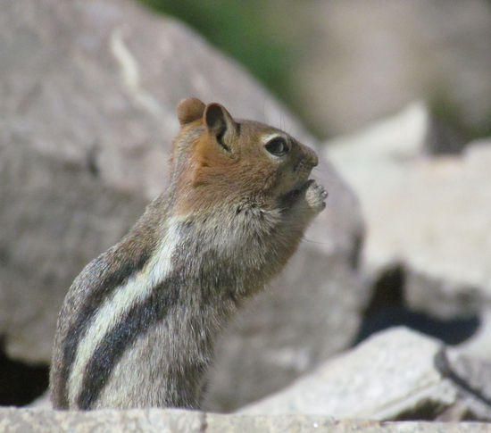 ground squirrel