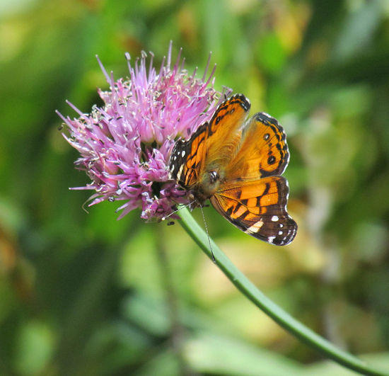 wild onion with butterfly