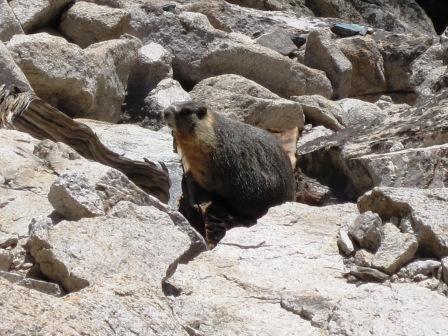 Marmot