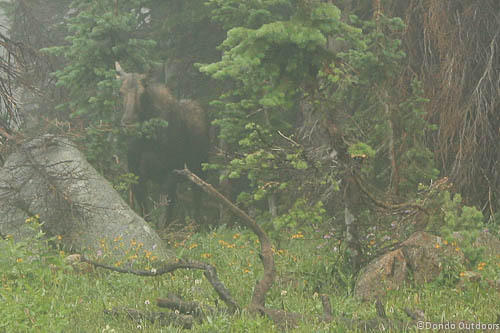 lurking moose