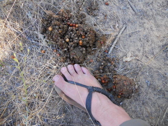Huaraches and bear scat