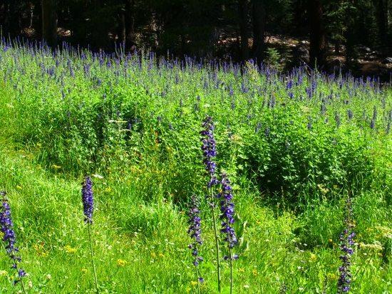 Uh, purple flowers (name?)