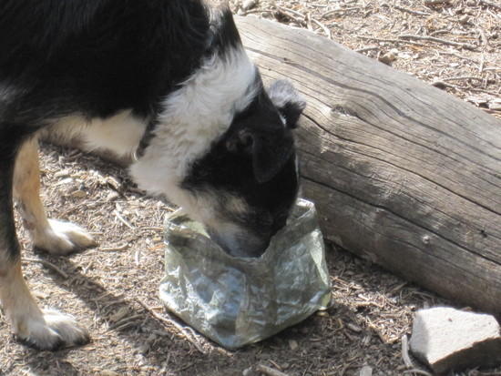 UL DogBowl
