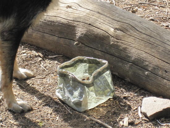 size S?M UL DogBowl
