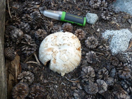 mushroom