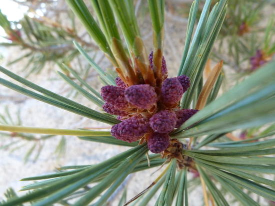 pine